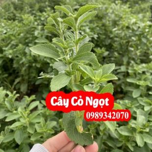 Cây cỏ ngọt vị thuốc quý hỗ trợ điều trị bệnh tiểu đường