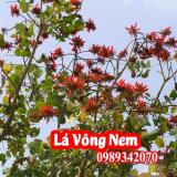 Lá vông hỗ trợ điều trị bệnh mất ngủ và hỗ trợ bệnh trĩ