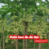Tác Dụng Của Hoa Đu Đủ Ở Đâu Và Hướng Dẫn Sử Dụng