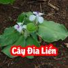Cây Địa Liền Và Công Dụng Của Nó Là Gì