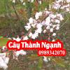 Cây thành ngạnh (cây đỏ ngọn) Có Tác Dụng Là Gì và Mua Ở Đâu