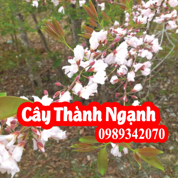 Cây thành ngạnh (cây đỏ ngọn) tăng tuần hoàn não, ngừa xơ vữa động mạch (do ngon)