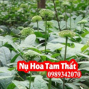 Nụ tam thất bao tử Hòa Bình loại xanh non hạng 1