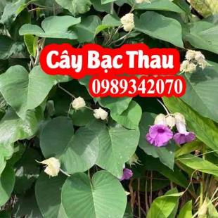 Cây bạc thau công dụng, cách dùng làm thuốc