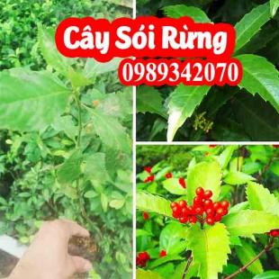 Cây sói rừng hỗ trợ điều trị bệnh ung thư, đau nhức xương khớp