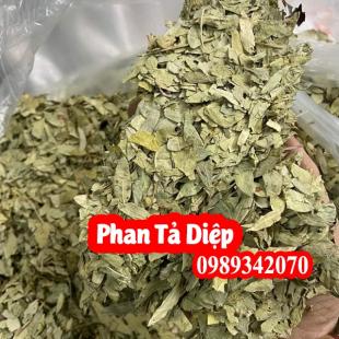 Phan Tả Diệp – Giúp nhuận tràng trị táo bón, hiệu quả giảm cân