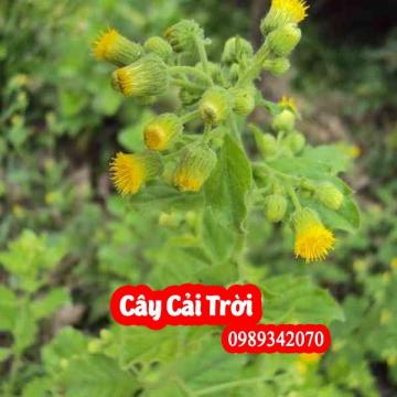 Cây cải trời – Bí kíp điều trị bướu cổ (Bướu giáp) cực hay