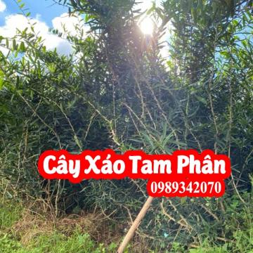 Xáo tam phân hỗ trợ điều trị 5 loại bệnh Ung thư