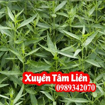 Xuyên tâm liên – Vị thuốc quý trong phòng chống COVID-19