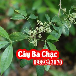 Cây ba chạc trị ghẻ, ngứa cực hay