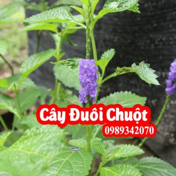 Cây Đuôi Chuột(Cỏ roi ngựa)Có Tác Dụng Gì Và Mua Ở Đâu