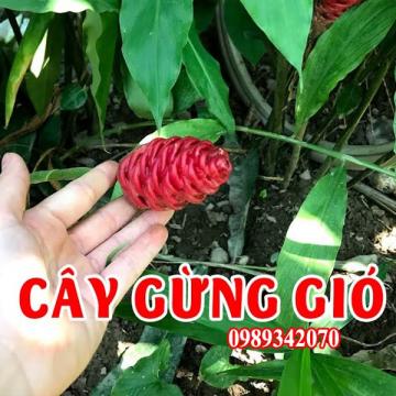 Củ Gừng Gió Có Tác Dụng Gì Và Mua Ở Đâu Tốt