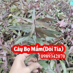 Cây bọ mắm (Cây thuốc dòi) điều trị ho lâu năm, viêm phế quản mãn tính cực hay