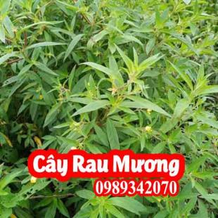 Cây Rau Mương có công dụng gì và mua ở đâu 