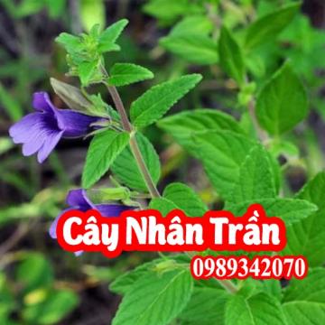 Cây Nhân trần (cây bồ bồ) điều trị vàng da, viêm gan