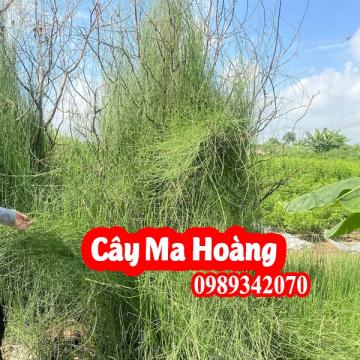 Cây Ma Hoàng Có Công Dụng Gì Và Mua Ở Đâu