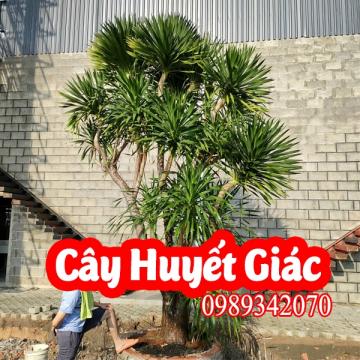 Cây Huyết Giác - Dược Liệu Quý Trong Y Học Cổ Truyền