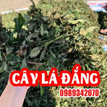 Tác Dụng Cây Lá Đắng Và Hướng Dẫn Sử Dụng