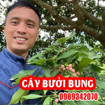 Công Dụng Của Cây Bưởi Bung Và Cách Sử Dụng Hiệu Quả
