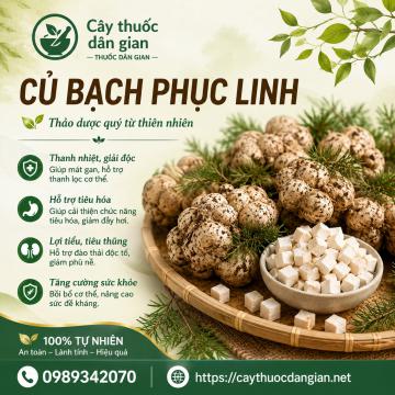 Mua Bạch Phục Linh Ở Đâu Và Bao Nhiêu Tiền 1kg