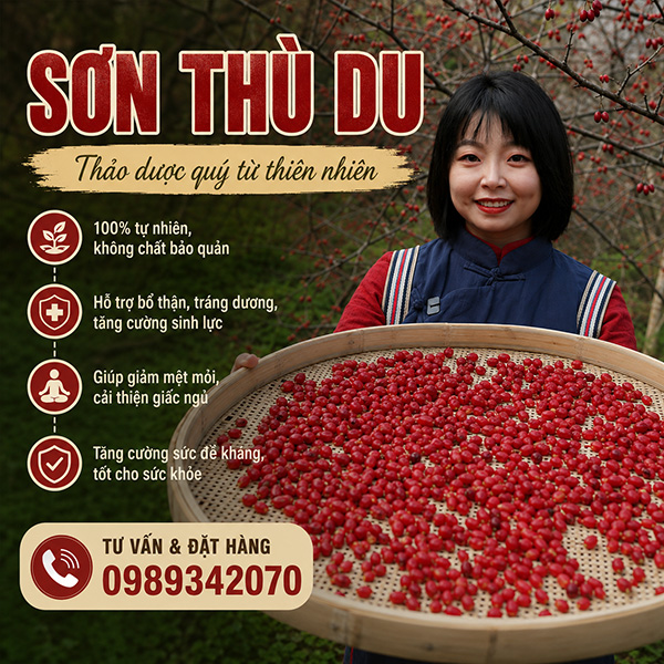 Sơn Thù Du Vị Thuốc Bổ Thận Tráng Dương Hàng Đầu Bảng
